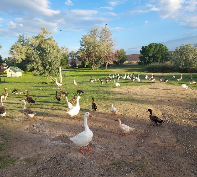 duck-pond-park-photo
